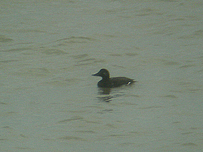 VELVET SCOTER , OFF OF OTTERTON SEAGE WORKS , DEVON , ENGLAND . 20 , 11 , 2006