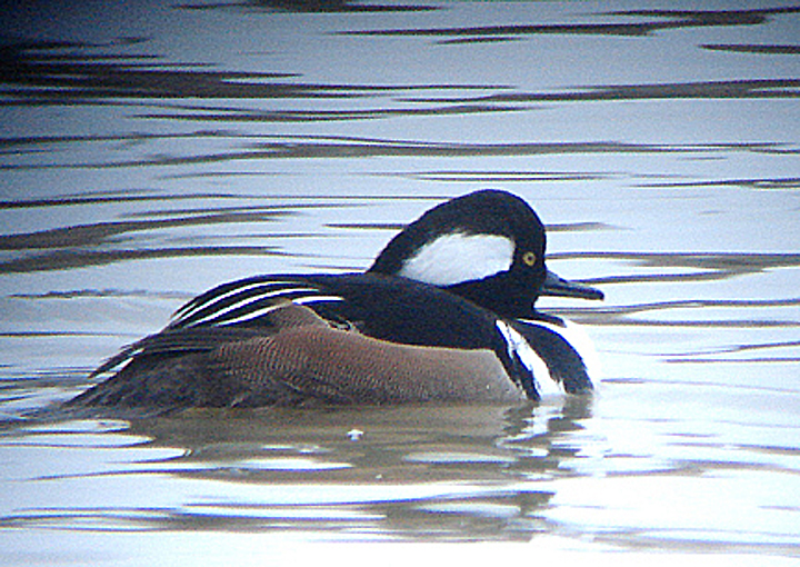 HOODED MERGANSER . RADIPOLL LAKE . WEYMOUTH . DORSET . ENGLAND . 25 . 1 . 2009