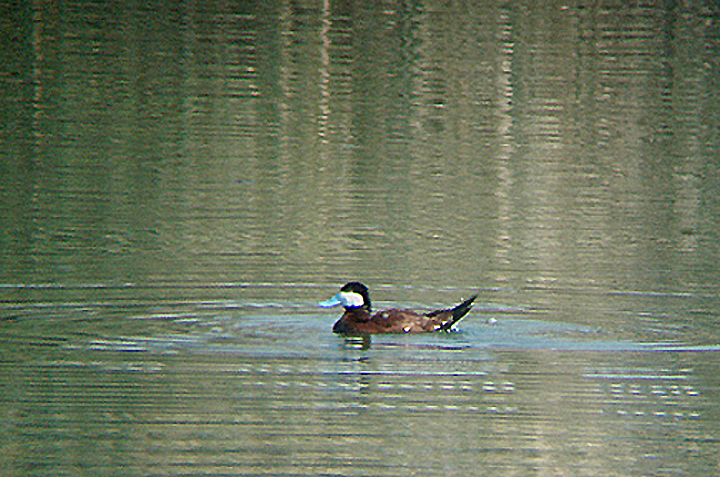 RUDDY DUCK . THE COACHELLA BIRD RESERVE . INDIO . CALIFORNIA . U . S . A . 21 . 7 . 2009