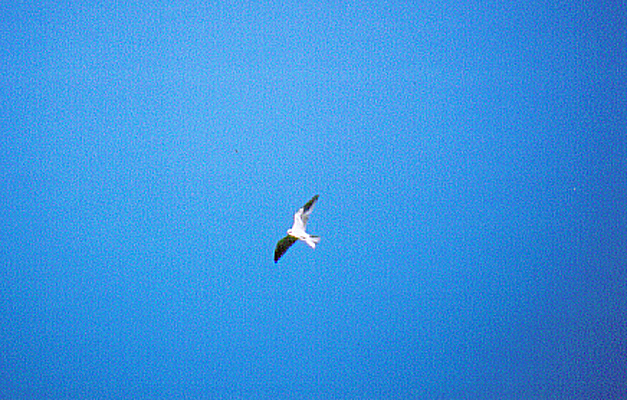 WHITE TAILED KITE , DAVIS RD , NR THE SAN JACINTO WILDLIFE AREA , CALIFORNIA , USA . 23 , 11 , 2004