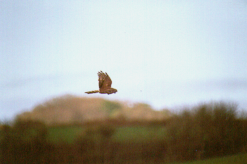 MONTAGUS HARRIER . SLAPTON LEY . DEVON . 28 / 4 / 2002