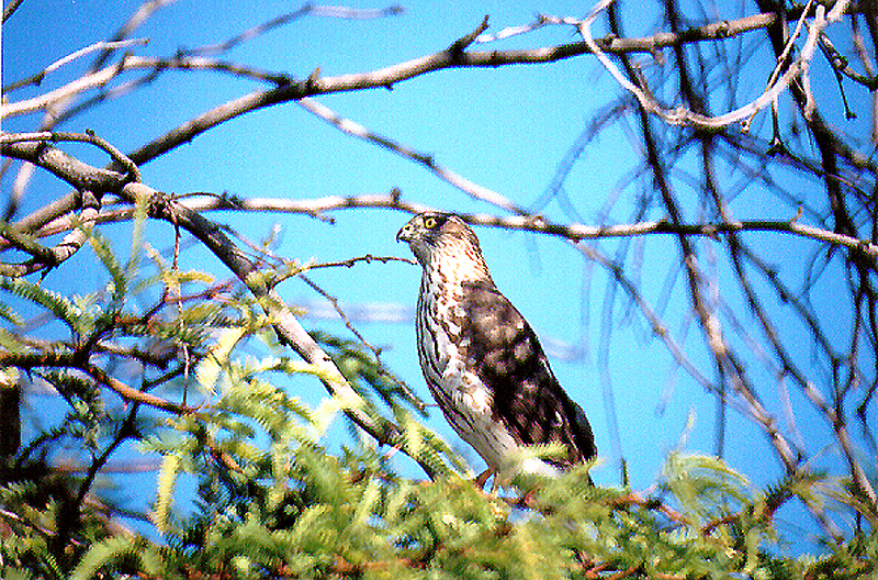 SHARP SHINNED HAWK , MAYFLOWER PARK , BLYTH , CALIFORNIA , USA . 28 , 11 , 2004