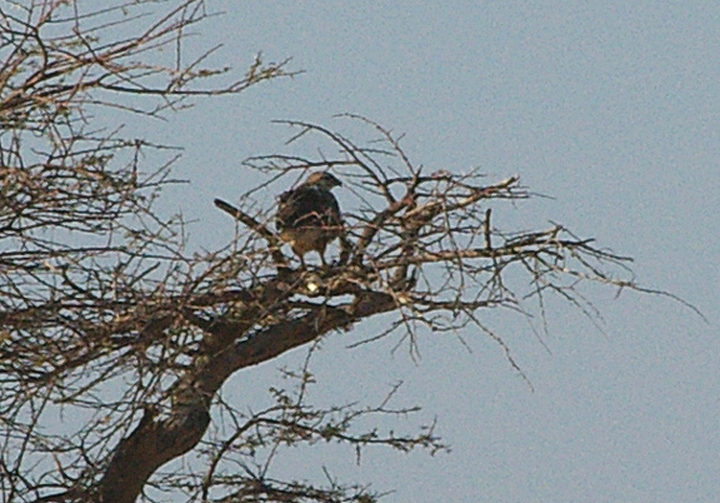 LONG LEGGED BUZZARD . THE AOUSSARD ROAD . THE SAHARA DESERT . WESTERN SAHARA . 6 / 3 / 2010