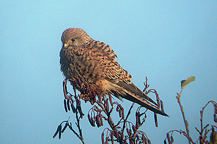 KESTREL , Nr IDE , DEVON , 5 , 12 , 2005