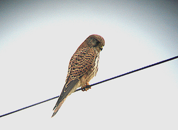KESTREL . EXTON . DEVON . 27 . 11 . 2007