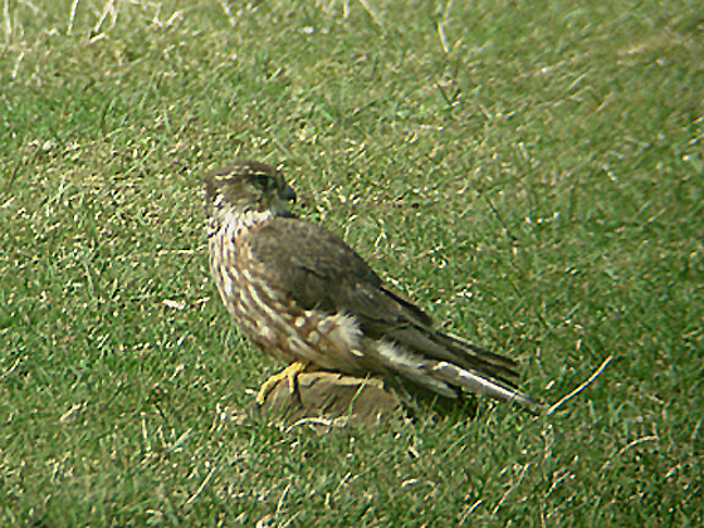 MERLIN . NORTHAM BURROWS . DEVON . 1 . 4 . 2006