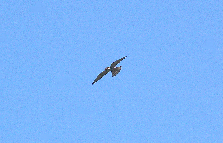HOBBY . EXMINSTER MARSH . DEVON . 23 . 5 . 2010 