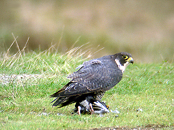 PEREGRINE FALCON . BERRY HEAD . DEVON . 13 . 9 . 2006