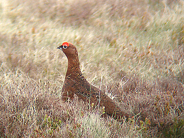 RED GROUSE . Nr YES TOR . DARTMOOR . DEVON . 22 . 4 . 2007