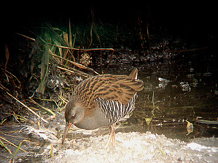 WATER RAIL . MEAR HEATH . SOMERSET . ENGLAND . 7 . 1 . 2009