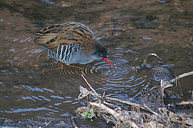 WATER RAIL . Nr THE OTTER ESTUARY . DEVON . ENGLAND . 7 . 1 . 2010
