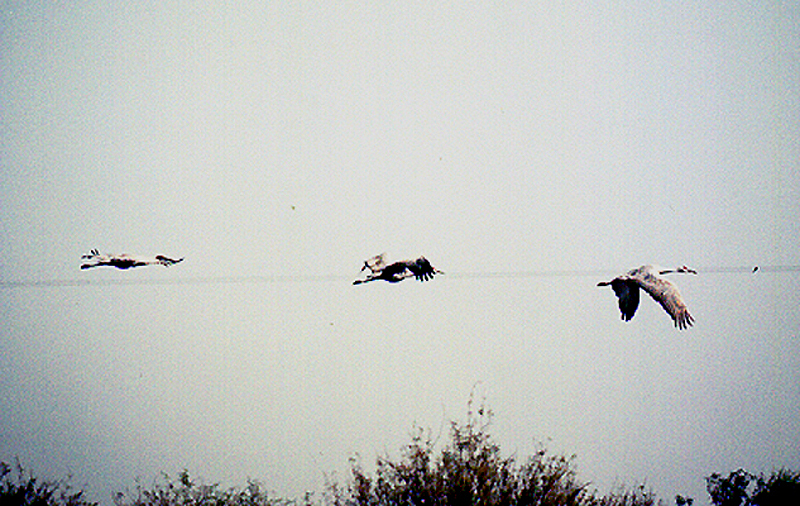 SANDHILL CRANE . THE SALTON SEA . CALIFORNIA . USA . 27 . 11 . 2004