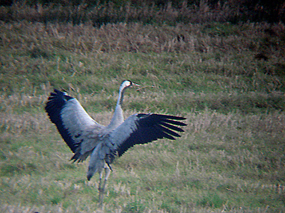  COMMON CRANE . Nr MODBURY . DEVON . 5 . 11 . 2008