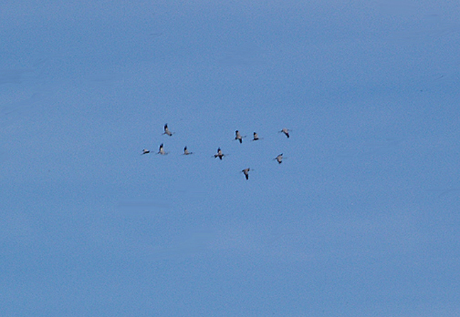 COMMON CRANE . THE OUED MASSA RESERVE . MOROCCO . 9 / 3 / 2010