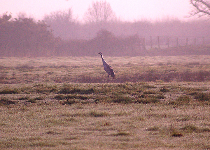 COMMON CRANE . EXMINSTER MARSH . DEVON . 2 . 4 . 2012