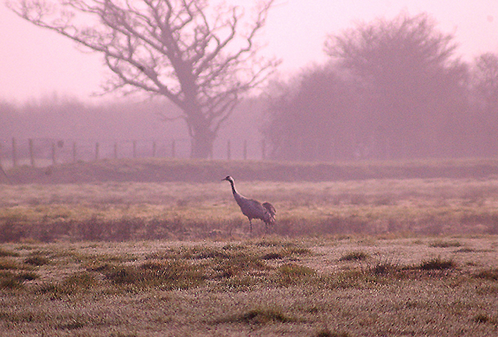 COMMON CRANE . EXMINSTER MARSH . DEVON . 2 . 4 . 2012