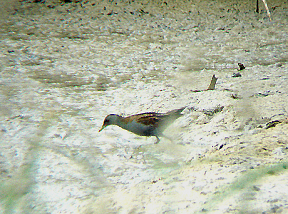  LITTLE CRAKE .BIRECIK . TURKEY. 11 . 5 . 2007