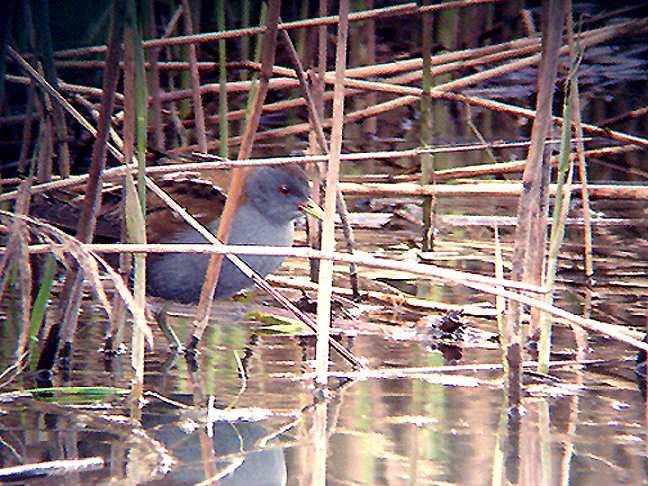 LITTLE CRAKE . EXMINSTER MARSH . DEVON . 9 . 4 . 2008