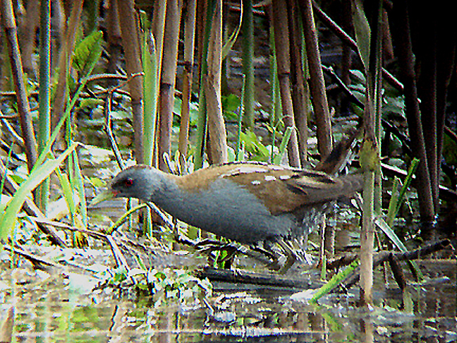 LITTLE CRAKE . EXMINSTER MARSH . DEVON . 14 . 4 . 2008