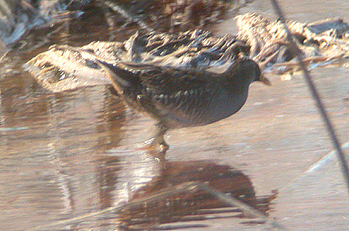SORA  , THE SALTON SEA , CALIFORNIA , USA . 22 , 11 , 2004