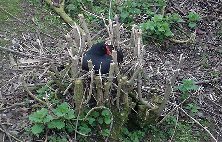 MOORHEN . SLIMBRIDGE WWT . GLOUCESTERSHIRE . 25 . 2 . 2009.JPG