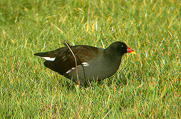 MOORHEN . BOWLING GREEN MARSH . TOPSHAM . DEVON .   20 /1 . 2003