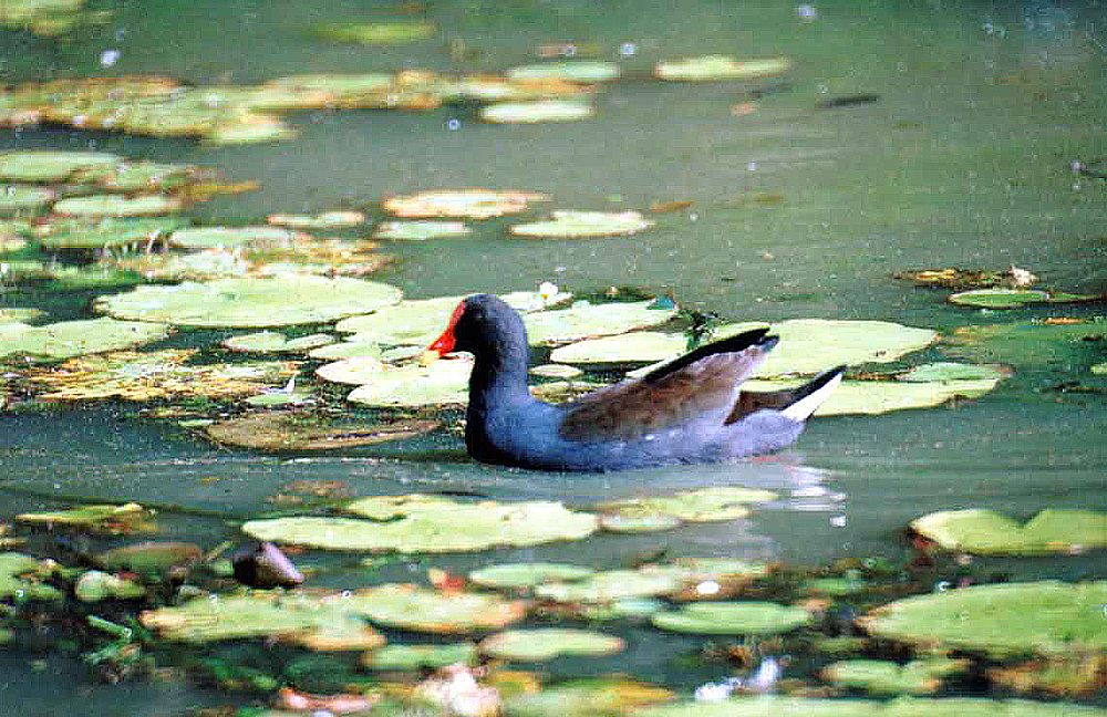 DUSKY MOORHEN .  BUNDABERG BOT GARDENS .  QUEENSLAND .  AUSTRALIA . 28 . 5 . 2000 