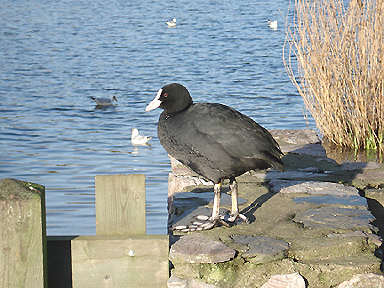  COOT . SLAPTON LEY . DEVON . 6 . 2 . 2008