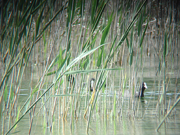 COOT . LAKE KOYCEGIZ . DALYAN . TURKEY. 21 . 4 . 2008
