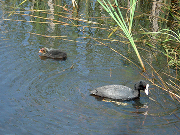  COMMON COOT . LODMOOR . DORSET . 12 . 5 . 2008