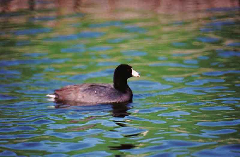  AMERICAN COOT . LA QUINTA . CALIFORNIA . USA . 2 .3 .2000