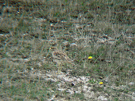 EURASIAN THICK-KNEE . HAXTON DOWN . SALISBURY PLAIN . WILTSHIRE . 12 . 4 . 2009