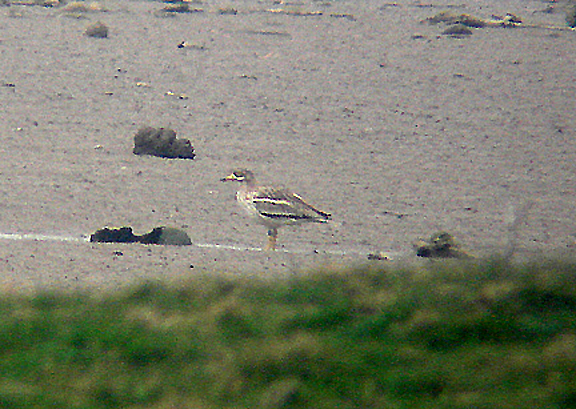EURASIAN THICK-KNEE . THE AXE ESTUARY . SEATON . DEVON . 13 . 4 . 2007