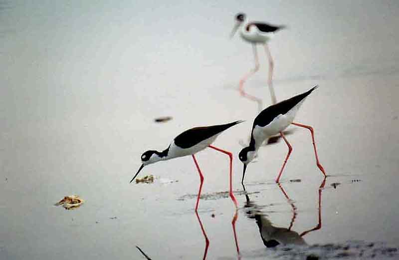  BLACK NECKED STILT . THE SALTON SEA .  CALIFORNIA . USA . 3 / 3 / 2000