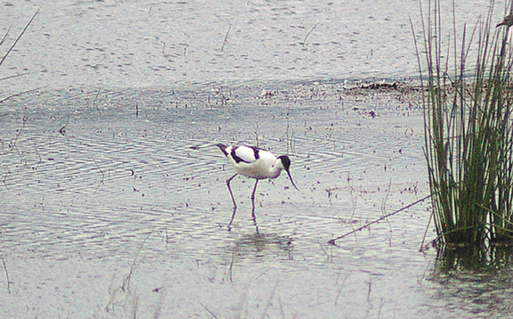 AVOCET . EXMINSTER MARSH . DEVON . ENGLAND . 28 . 5 . 2012