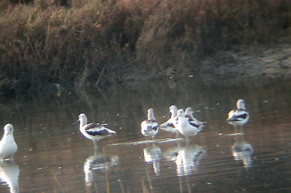  AMERICAN AVOCET , THE SAN DIEGO RIVER , CALIFORNIA , USA . 17 , 11 , 2004