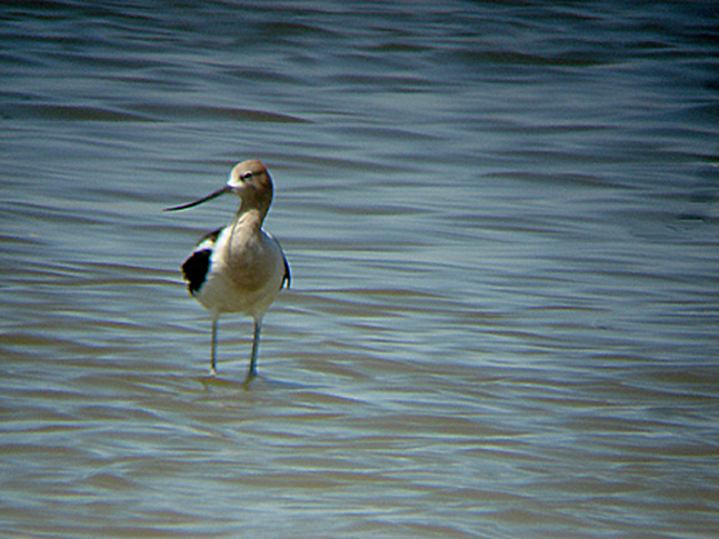 AMERICAN AVOCET . THE RED HILL MARINA . THE SALTON SEA . CALIFORNIA . USA . 19 . 7 . 2009