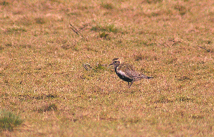 GOLDEN PLOVER . EXMINSTER MARSH . DEVON . ENGLAND . 13 . 3 . 2013 