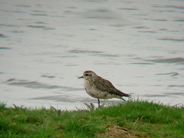  AMERICAN GOLDEN PLOVER , EXMINSTER MARSH , DEVON , 4 , 5 , 2008