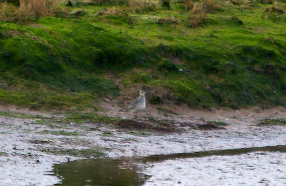 AMERICAN GOLDEN PLOVER . DAWLISH WARREN . DEVON . 17 . 10 . 2010