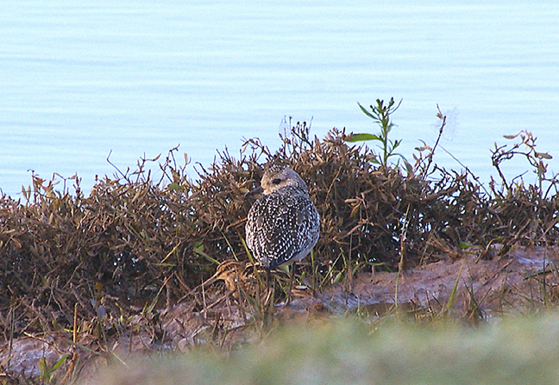 GREY PLOVER . TREMLETT`S MARSH . TOPSHAM . 8 . 12 . 2010