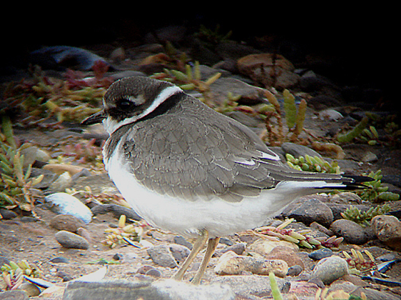 RINGED PLOVER . DAWLISH WARREN . DEVON . 3 . 9 . 2007