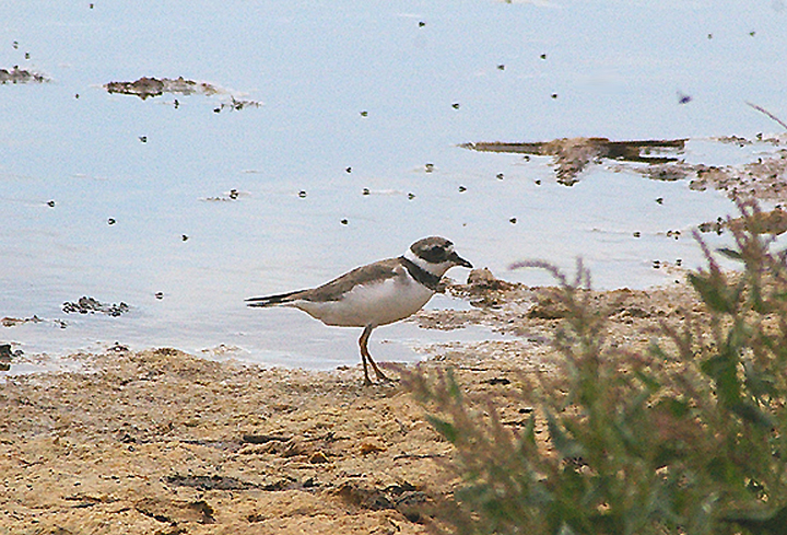 RINGED PLOVER ( Juvenile ) . BLACKHOLE MARSH . DEVON . 11 . 8 . 2010