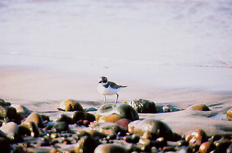 SEMIPALMATED PLOVER . IMPERIAL BEACH . CALIFORNIA . USA . 18 . 11 . 2004