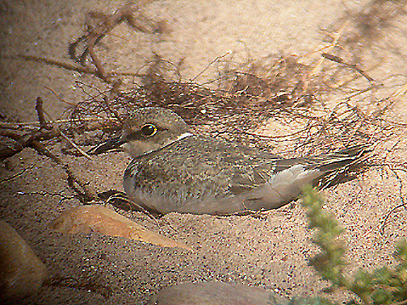  LITTLE RINGED PLOVER . DAWLISH WARREN . DEVON . 21 . 8 . 2005