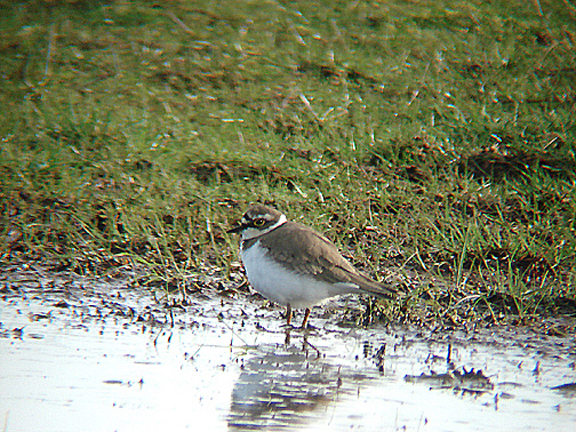 LITTLE RINGED PLOVER . EXMINSTER MARSH . DEVON . 8 . 4 . 2010 