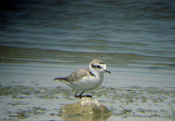 SNOWY PLOVER , THE RED HILL MARINA , THE SALTON SEA . CALIFORNIA . USA . 19 , 7 , 2009
