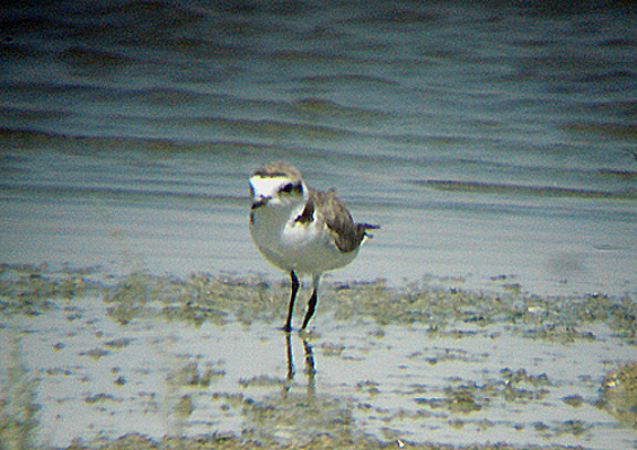 SNOWY PLOVER . THE RED HILL MARINA . THE SALTON SEA . CALIFORNIA . USA . 19 . 7 . 2009
