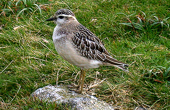  DOTTEREL . CAWSAND BEACON . DEVON . 12 .9 ,2002