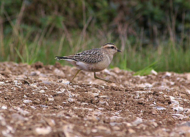 DOTTEREL . AXMOUTH . DEVON . 5 . 9 . 2010